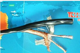 RVSP屏蔽信号线价格